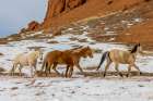 USA- Wyoming. Hideout Horse Ranch- horses in snow. Art Print